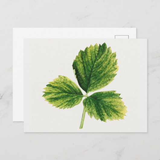 ヴィンテージ葉スワの水絵画色 ポストカード (正面/裏面)