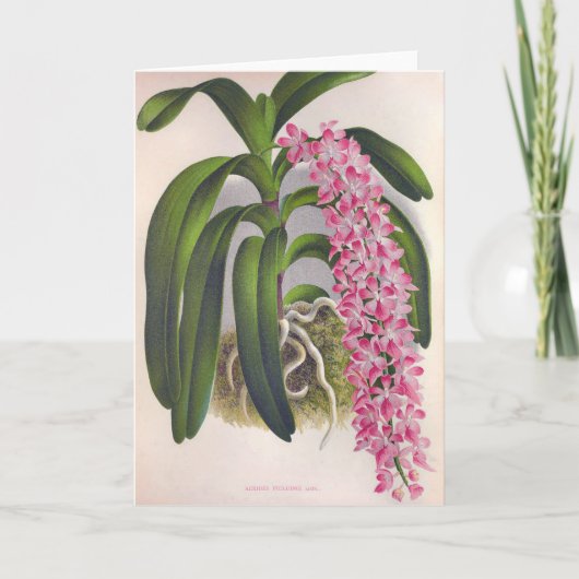 ヴィンテージ薄紫オーキッドアエリーズフィールドインジリンデニア カード (正面)