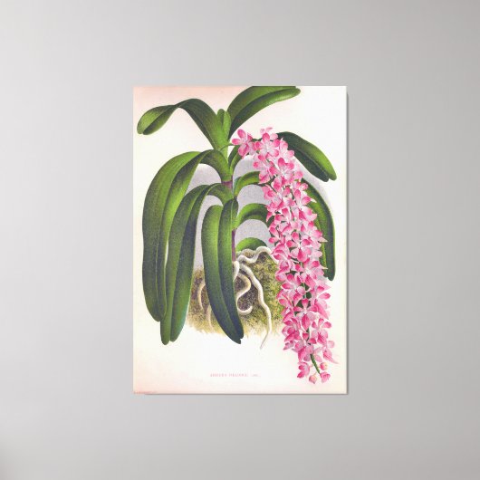 ヴィンテージ薄紫オーキッドアエリーズフィールドインジリンデニア キャンバスプリント (正面)