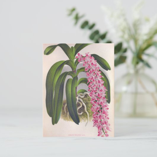 ヴィンテージ薄紫オーキッドアエリーズフィールドインジリンデニア ポストカード (スタンド正面)