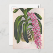 ヴィンテージ薄紫オーキッドアエリーズフィールドインジリンデニア ポストカード (正面/裏面)