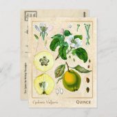 ヴィンテージ薬用植物クリンスフルーツ植物学 ポストカード (正面/裏面)