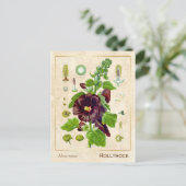 ヴィンテージ薬用植物ホリホック花植物 ポストカード (スタンド正面)