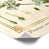 ヴィンテージ薬用植物赤さくらんぼ植物学 ポスター (角)