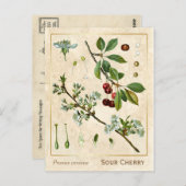 ヴィンテージ薬用植物赤さくらんぼ植物学 ポストカード (正面/裏面)