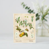 ヴィンテージ薬草りんご果実植物学 ポストカード (スタンド正面)