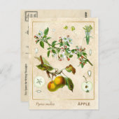 ヴィンテージ薬草りんご果実植物学 ポストカード (正面/裏面)