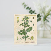 ヴィンテージ薬草アステカたばこ植物学 ポストカード (スタンド正面)