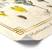 ヴィンテージ薬草カモミール花植物学 ポスター (角)