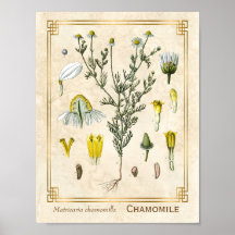 ヴィンテージ薬草カモミール花植物学