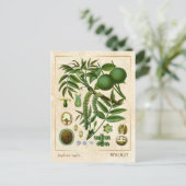 ヴィンテージ薬草クルミ植物学 ポストカード (スタンド正面)