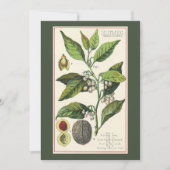 ヴィンテージ薬草スパイス、ナツメグ植物パーティー 招待状 (正面)