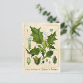 ヴィンテージ薬草デビルズスネア植物学 ポストカード (スタンド正面)