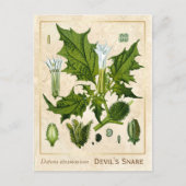 ヴィンテージ薬草デビルズスネア植物学 ポストカード (正面)