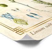 ヴィンテージ薬草フラックス亜麻仁植物学 ポスター (角)