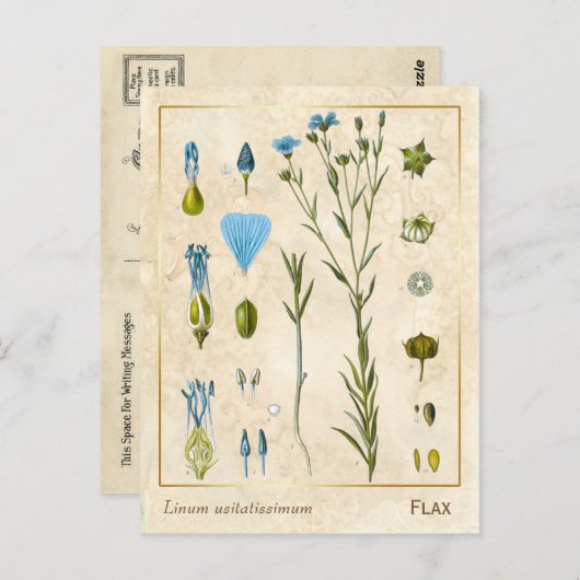 ヴィンテージ薬草フラックス亜麻仁植物学 ポストカード (正面/裏面)