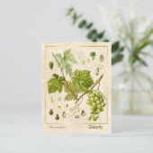 ヴィンテージ薬草ブドウつる植物植物学 ポストカード (スタンド正面)