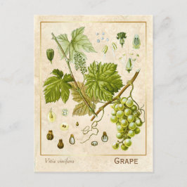 ヴィンテージ薬草ブドウつる植物植物学 ポストカード