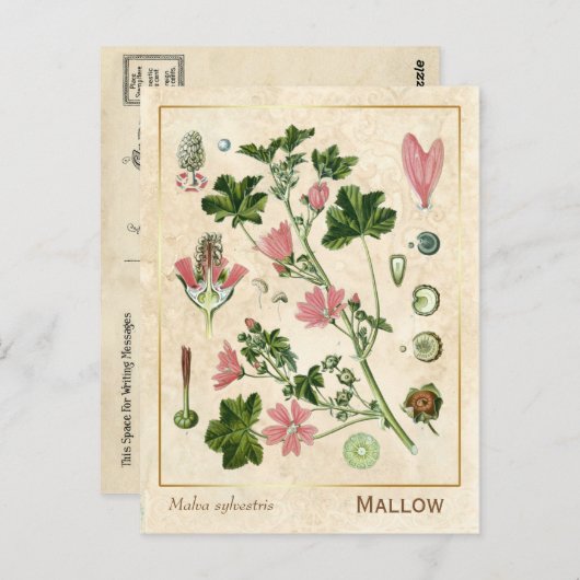 ヴィンテージ薬草マロー植物園 ポストカード (正面/裏面)