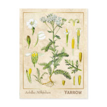 ヴィンテージ薬草ヤロー植物園