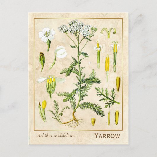 ヴィンテージ薬草ヤロー植物園 ポストカード (正面)