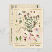 ヴィンテージ薬草野生タイム植物 ポストカード (正面/裏面)