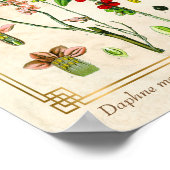 ヴィンテージ薬草2月ダフネ植物学 ポスター (角)