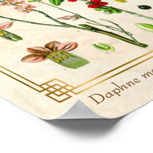 ヴィンテージ薬草2月ダフネ植物学 ポスター (角)