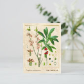 ヴィンテージ薬草2月ダフネ植物学 ポストカード (スタンド正面)