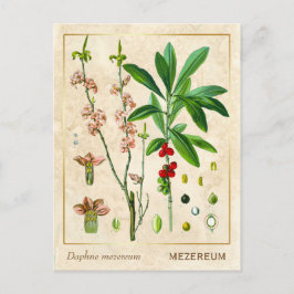 ヴィンテージ薬草2月ダフネ植物学 ポストカード