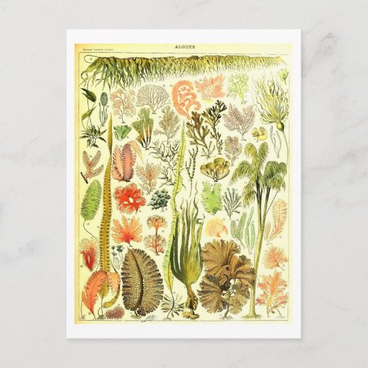 ヴィンテージ藻類植物性イラストレーション葉書 ポストカード (正面)