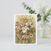 ヴィンテージ蘭イラストレーション葉書 ポストカード (スタンド正面)