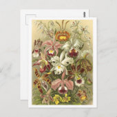 ヴィンテージ蘭イラストレーション葉書 ポストカード (正面/裏面)