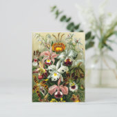 ヴィンテージ蘭フローライラストレーション ポストカード (スタンド正面)