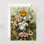 ヴィンテージ蘭フローライラストレーション ポストカード (正面/裏面)