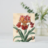 ヴィンテージ蘭 ポストカード (スタンド正面)