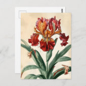 ヴィンテージ蘭 ポストカード (正面/裏面)