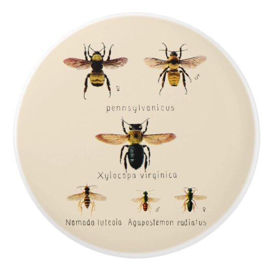 ヴィンテージ蜂の6 セラミックノブ (正面)