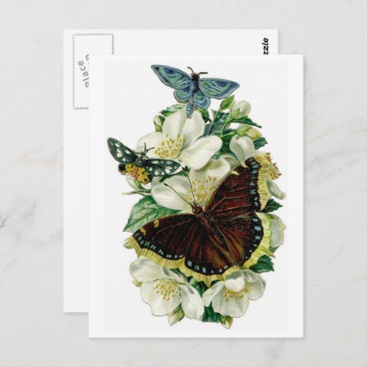 ヴィンテージ蝶と花 ポストカード (正面/裏面)