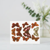 ヴィンテージ蝶と蛾の動物学的スケッチポスト ポストカード (スタンド正面)