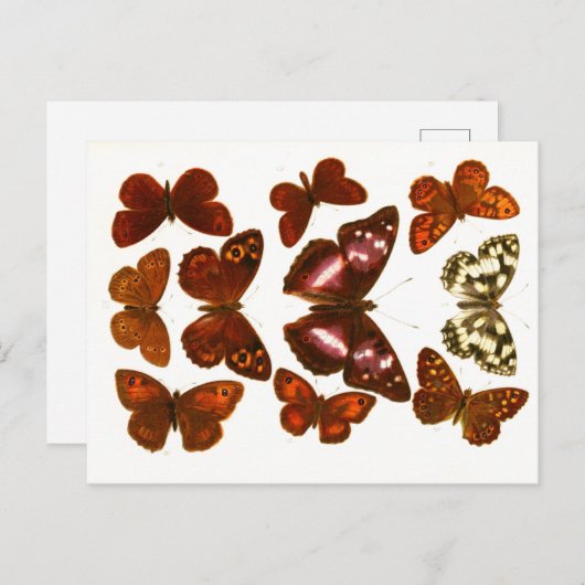 ヴィンテージ蝶と蛾の動物学的スケッチポスト ポストカード (正面/裏面)