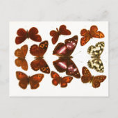 ヴィンテージ蝶と蛾の動物学的スケッチポスト ポストカード (正面)