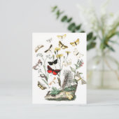 ヴィンテージ蝶と蛾イラストレーションアート ポストカード (スタンド正面)