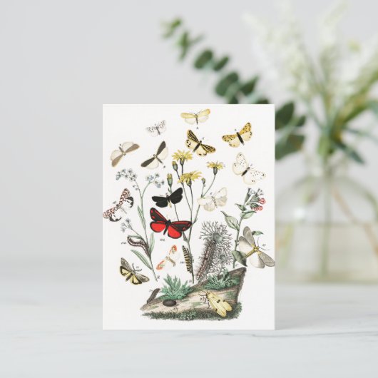 ヴィンテージ蝶と蛾イラストレーションアート ポストカード (スタンド正面)