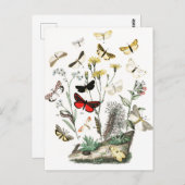 ヴィンテージ蝶と蛾イラストレーションアート ポストカード (正面/裏面)