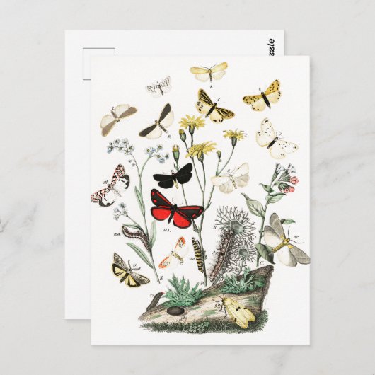 ヴィンテージ蝶と蛾イラストレーションアート ポストカード (正面/裏面)