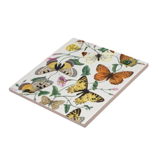 ヴィンテージ蝶と蛾  タイル (側面)