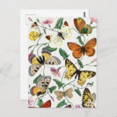 ヴィンテージ蝶と蛾 ポストカード (正面/裏面)