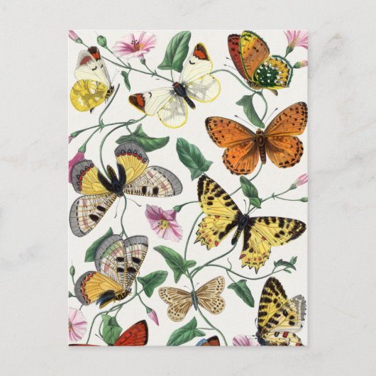 ヴィンテージ蝶と蛾 ポストカード (正面)