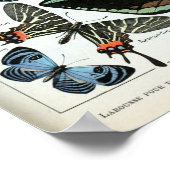 ヴィンテージ蝶の世界 ポスター (角)